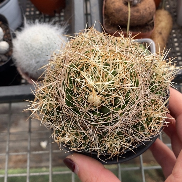 伯克利和格蕾纳等人在