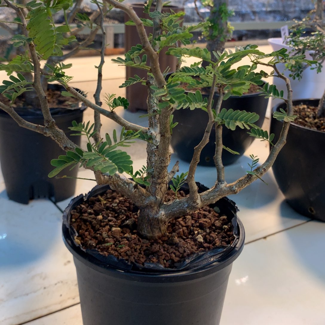 沙漠苏木实生带盆