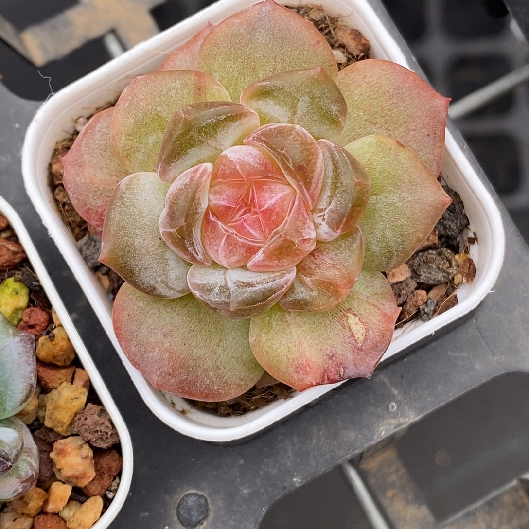 糖心石化30包邮非偏远