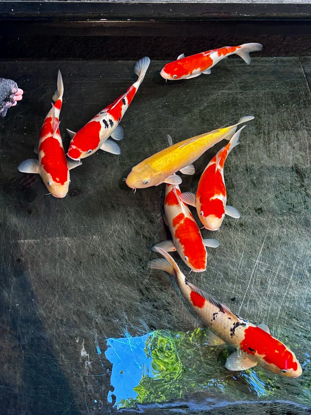 1000-1199号小马精选锦鲤观赏鱼 红白大正 渔场直发