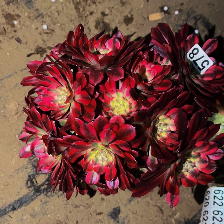 578舞天姬多肉植物处理不售后