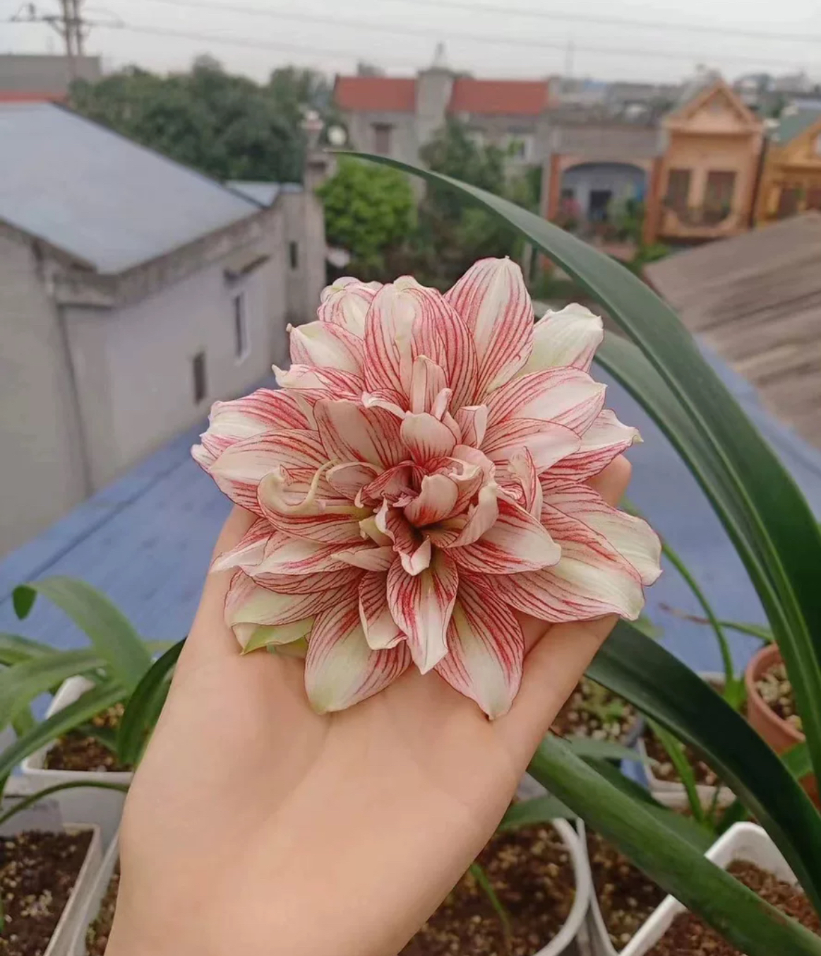 越南朱顶红 SV11  一物一拍