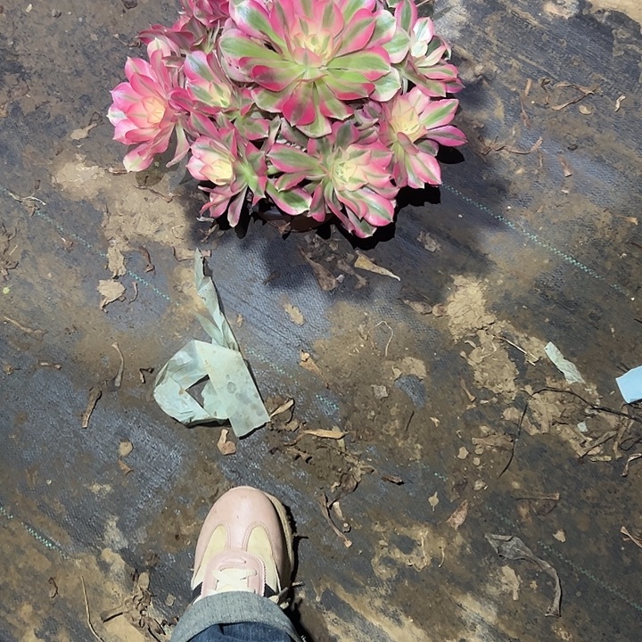 不包侧枝一物一拍8