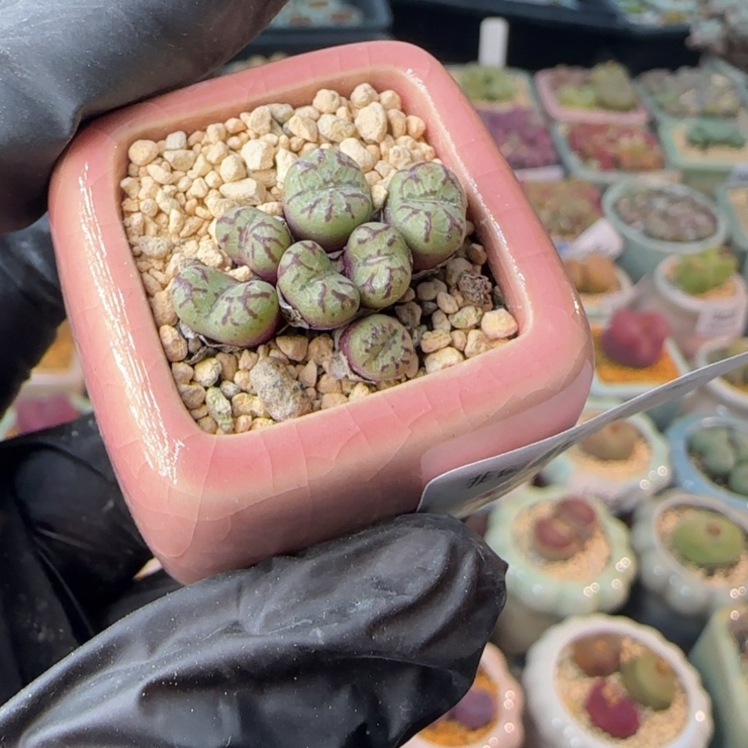 3819--一物一拍 带盆