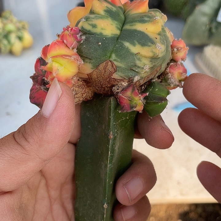 438号三脚架接鸾凤玉一颗