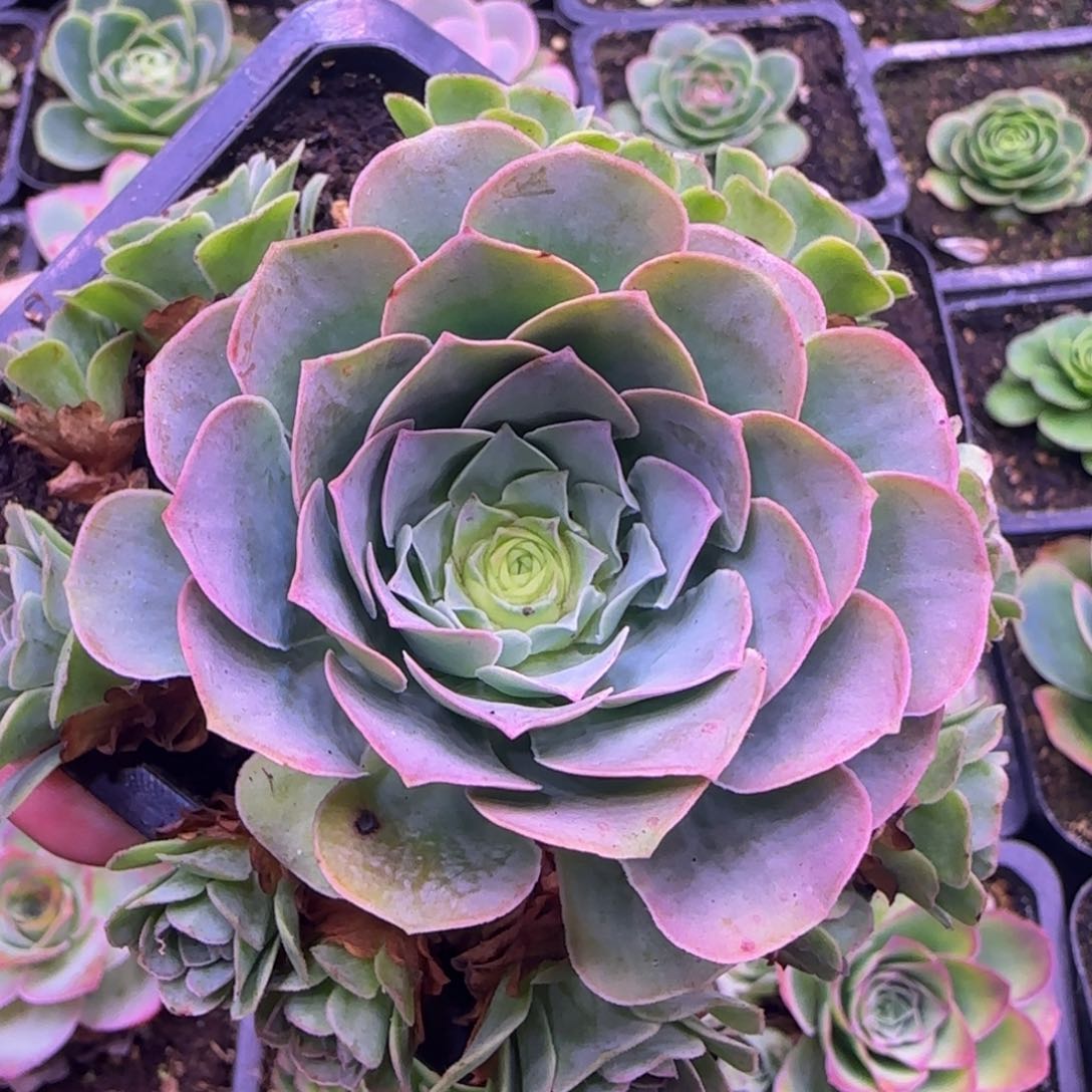 孤品295696668665685655669996