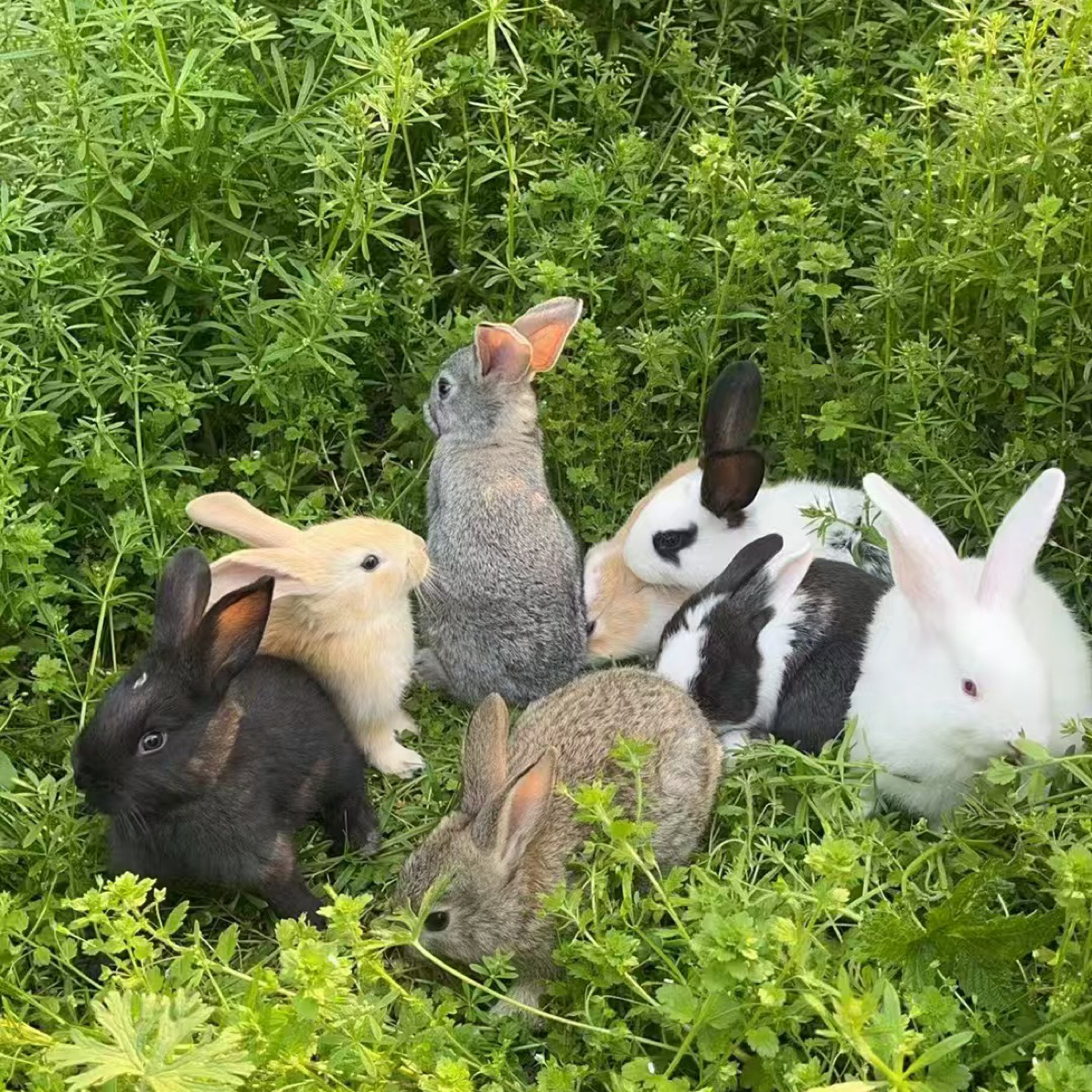 比利时大型肉兔可食用可繁殖公母对版活体发货运输有食物包邮