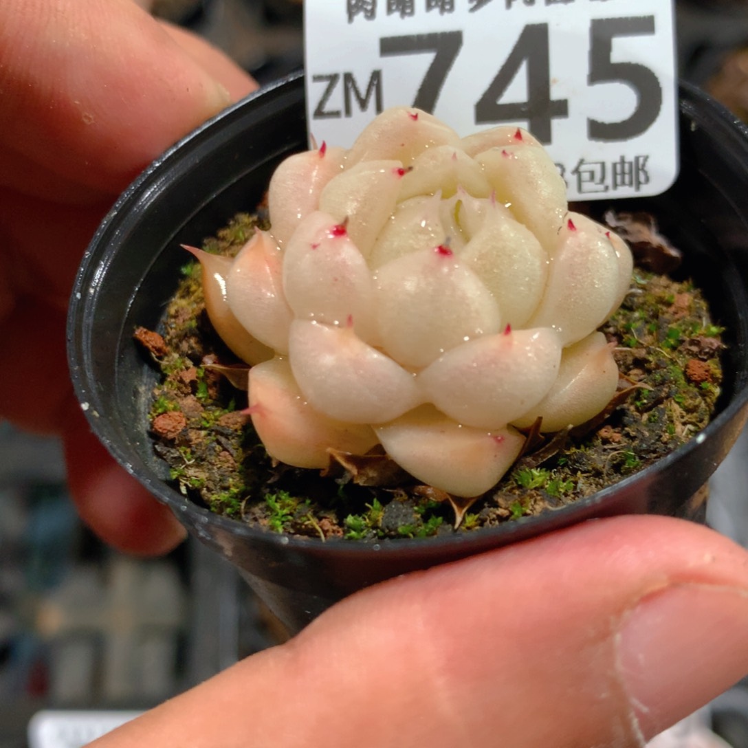 5CM拇指盆精控多肉ZM745