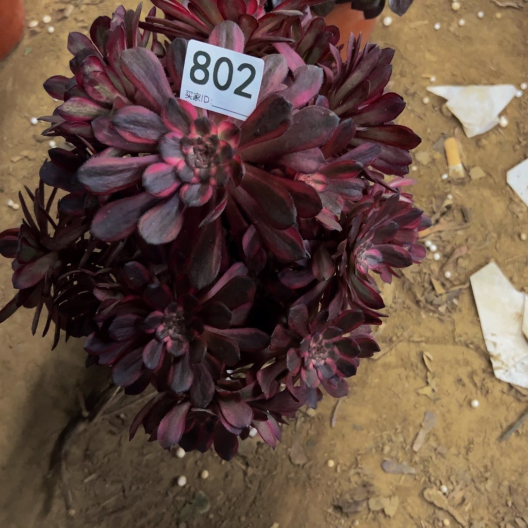 802黑金刚多肉植物