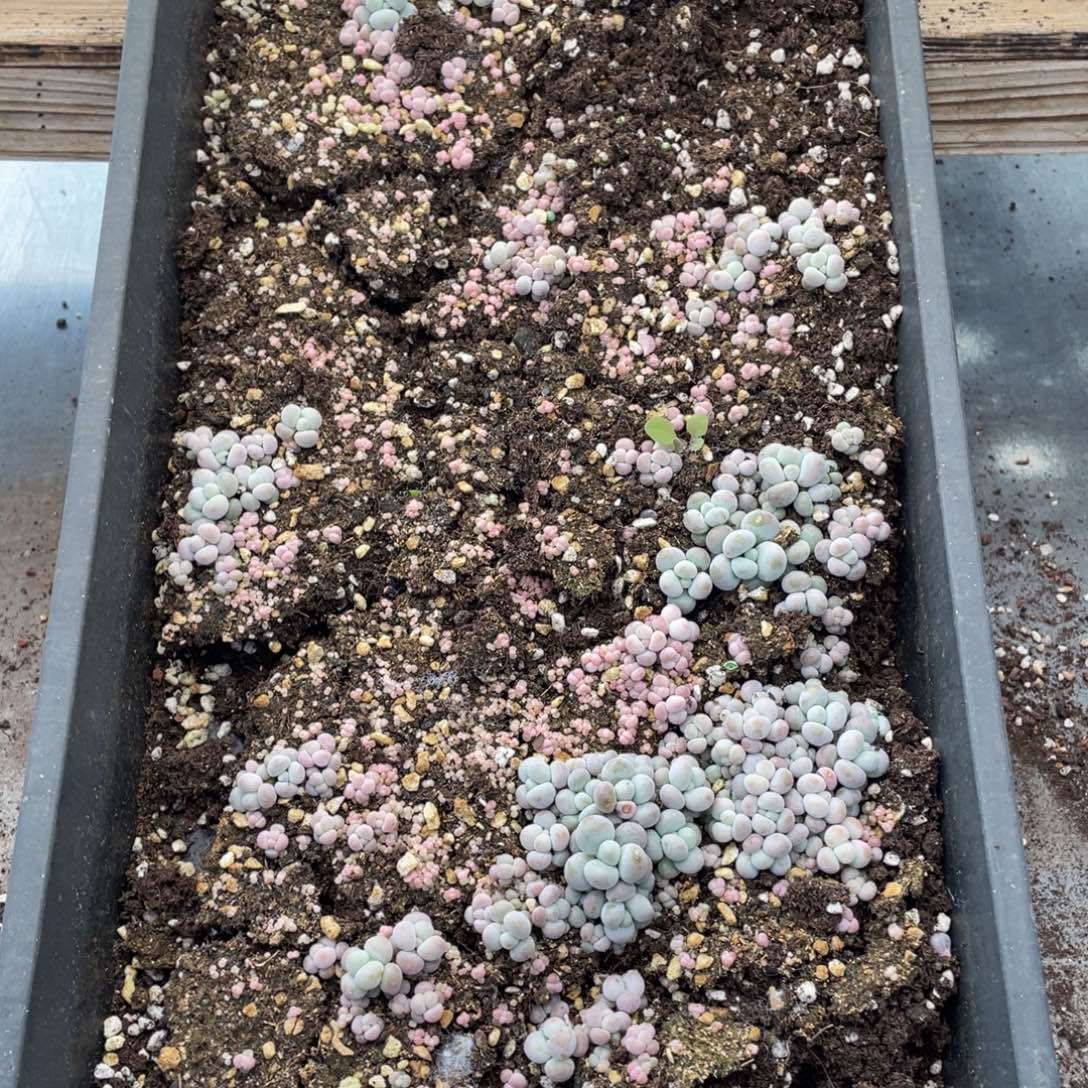 云糖心多肉植物353