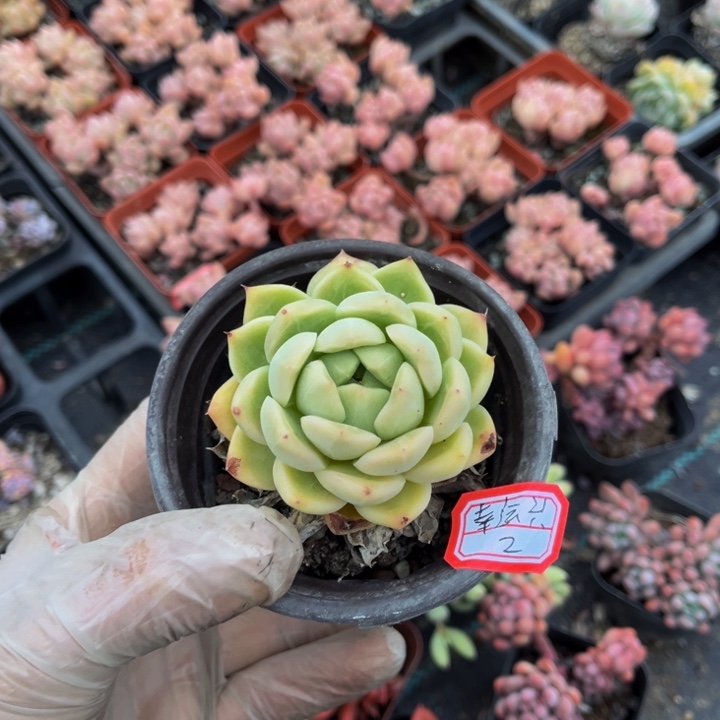 幸*兴麦秆单头一颗