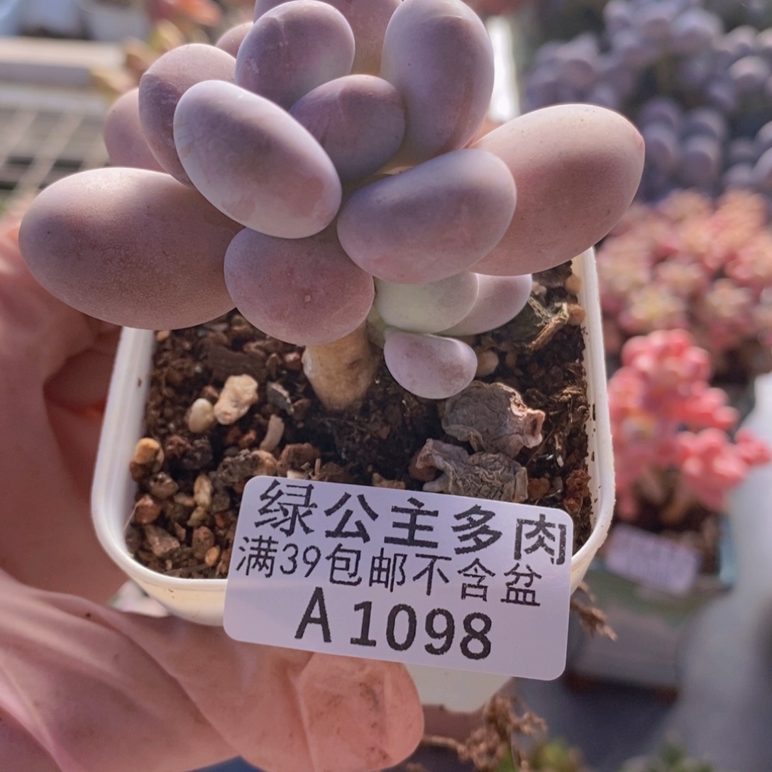 橙雪球1098多肉植物