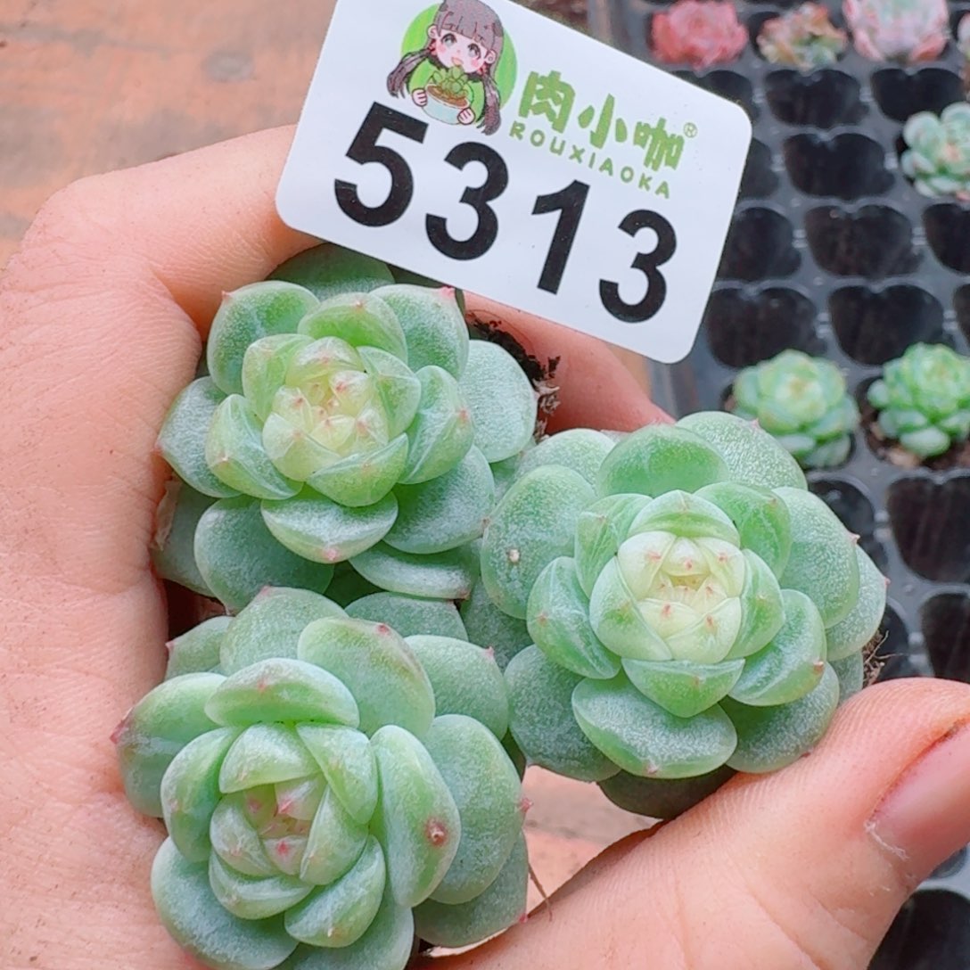 多肉植物多肉植物