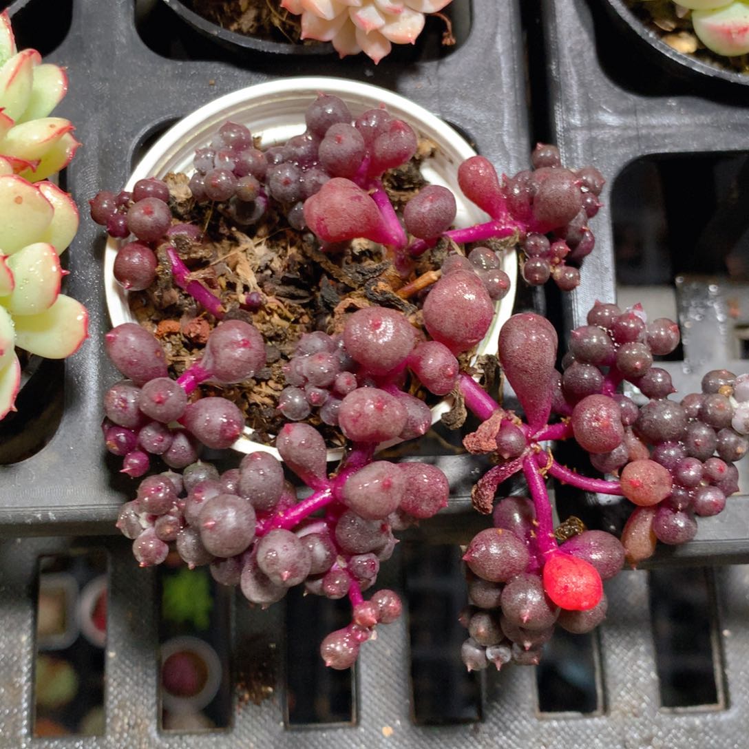 5CM拇指盆精控多肉ZU899