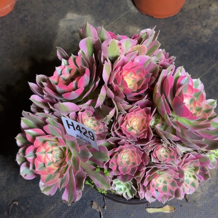 瑞门口，，。。。。429女巫，