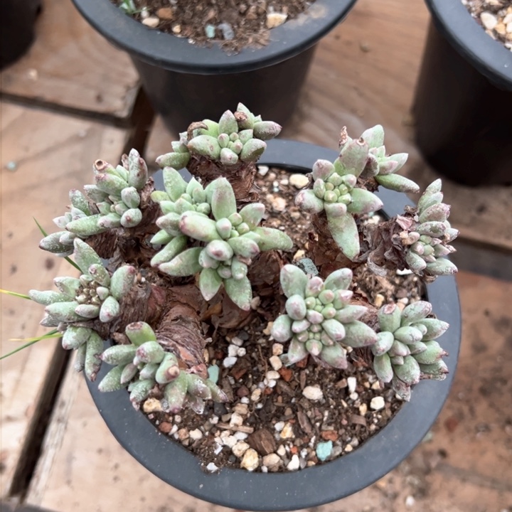 964哈哈哈哈哈哈哈哈多肉