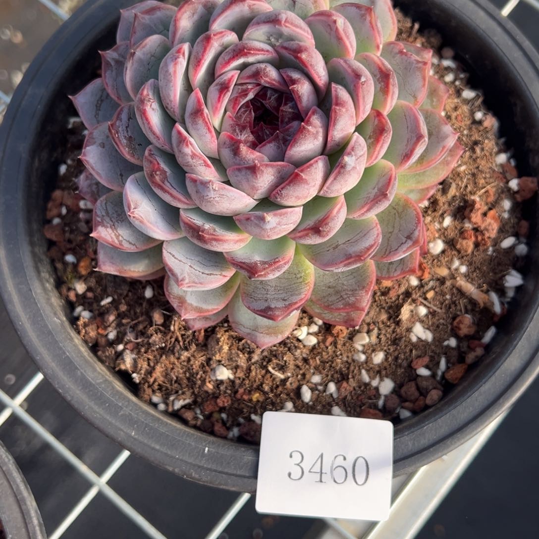 清***@3460肉肉肉肉肉