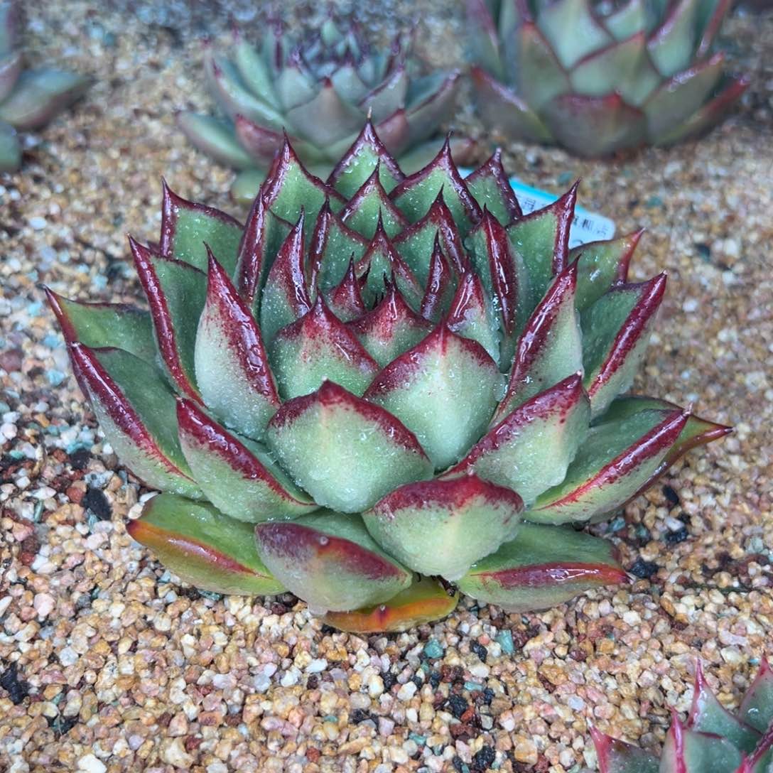 多肉一物一拍0203-327