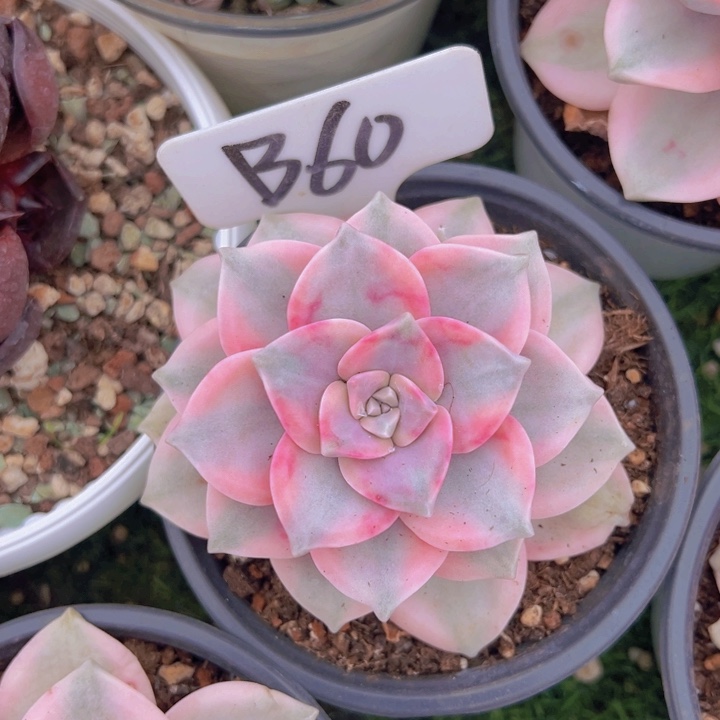 健健康康平平安安