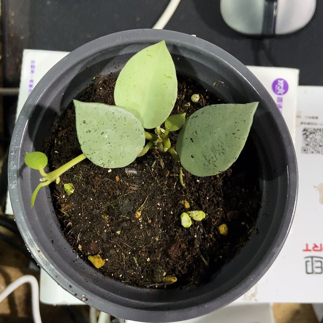 *****完全开放薄荷银币球兰15