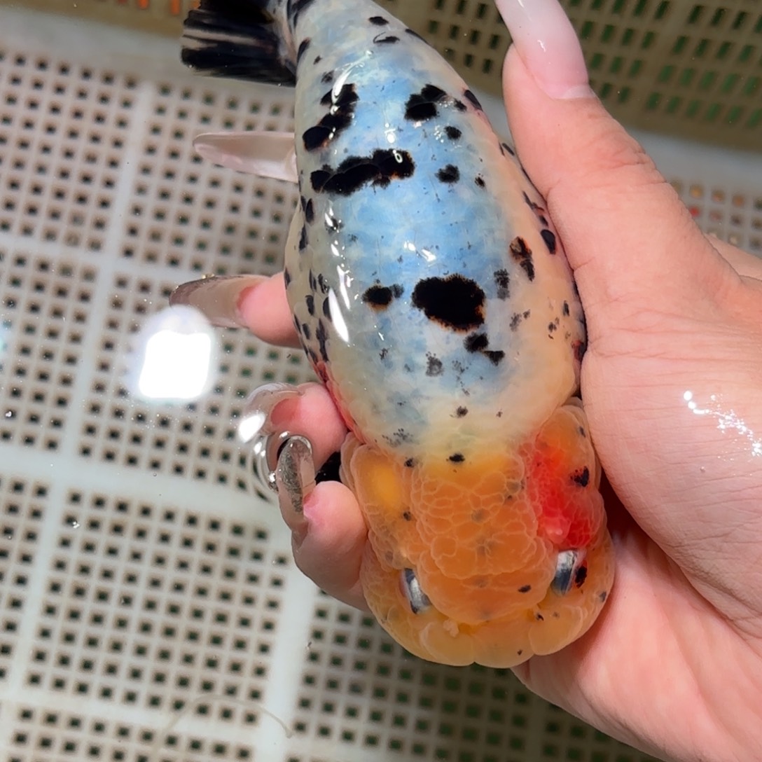 金***儿金鱼拍包装包邮，不拍包装运费到付