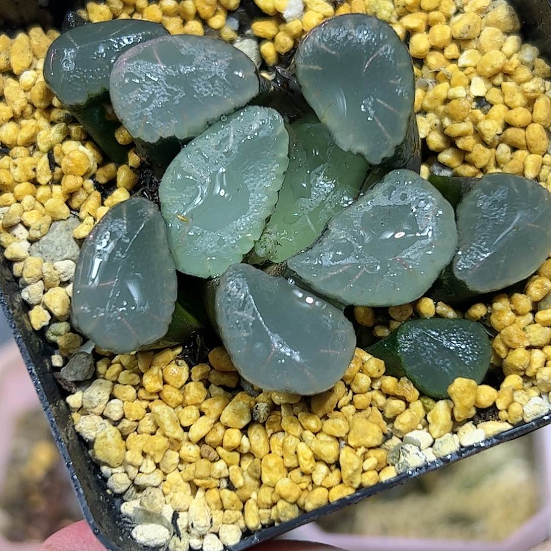 红月亮巨大化十二卷多肉植物