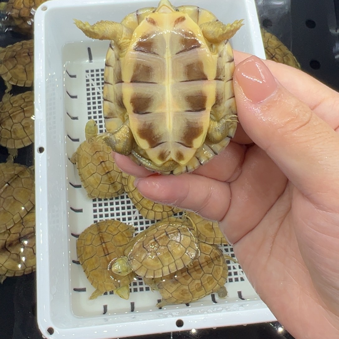 右***玩绿毛龟母三黄小青龟