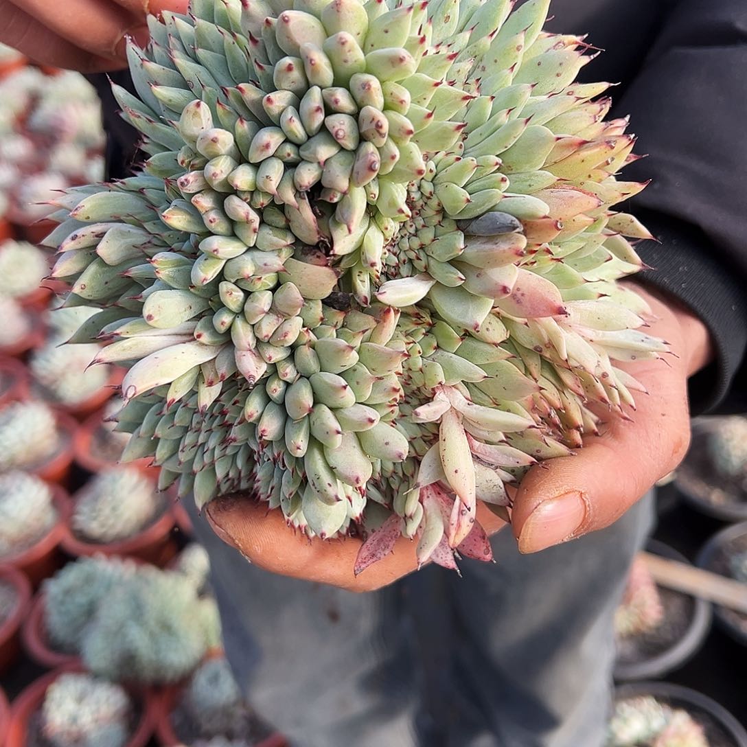 盆栽绿爪缀化多肉植物