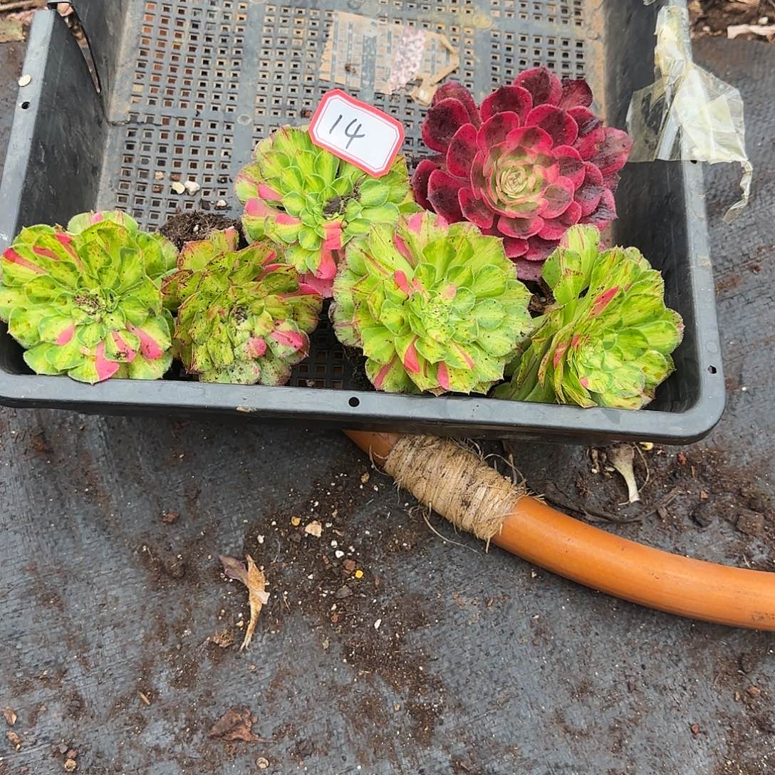 米***家5颗知否小苗多肉植物14