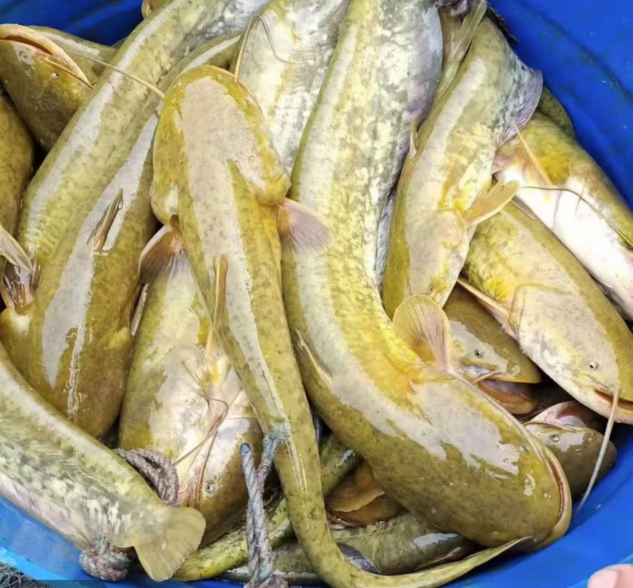 活体鱼四川大口鲶 观赏水族 淡水饲养