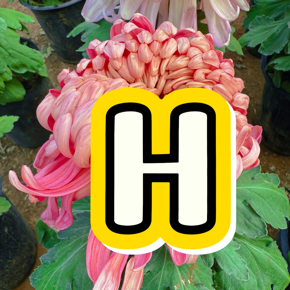 H（母本）一物一拍断枝掉包不售后想留品种的拍慎拍慎拍…哦