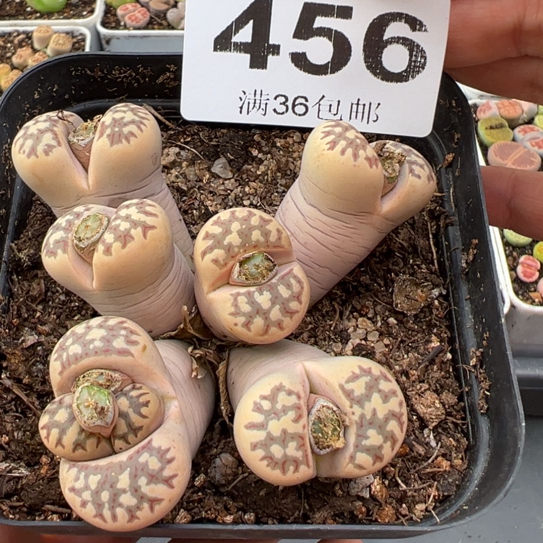 1.18好看的多肉456