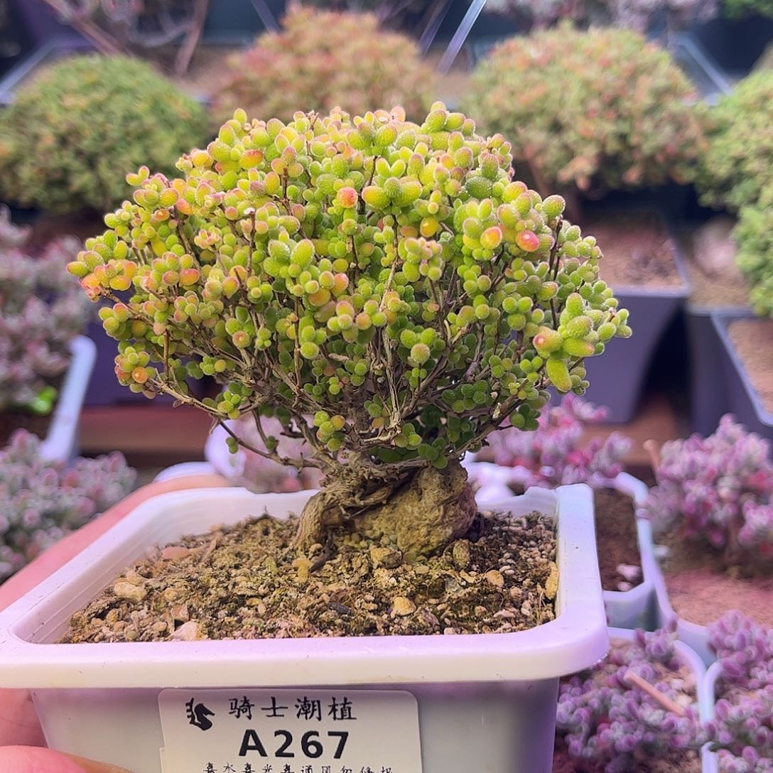 267蜜橘糖球造型桩