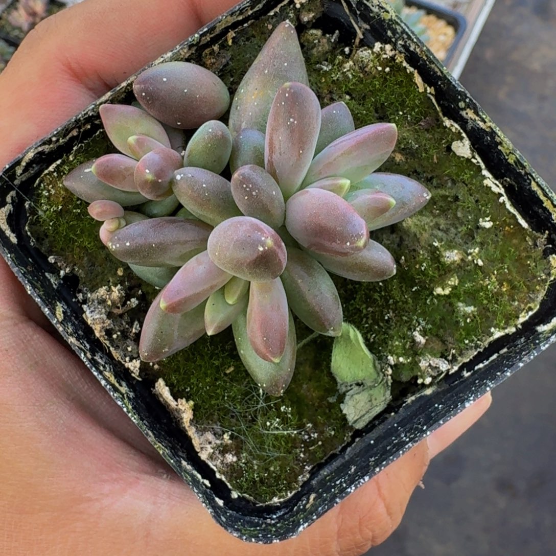 雪戴利 叶插 一物一拍