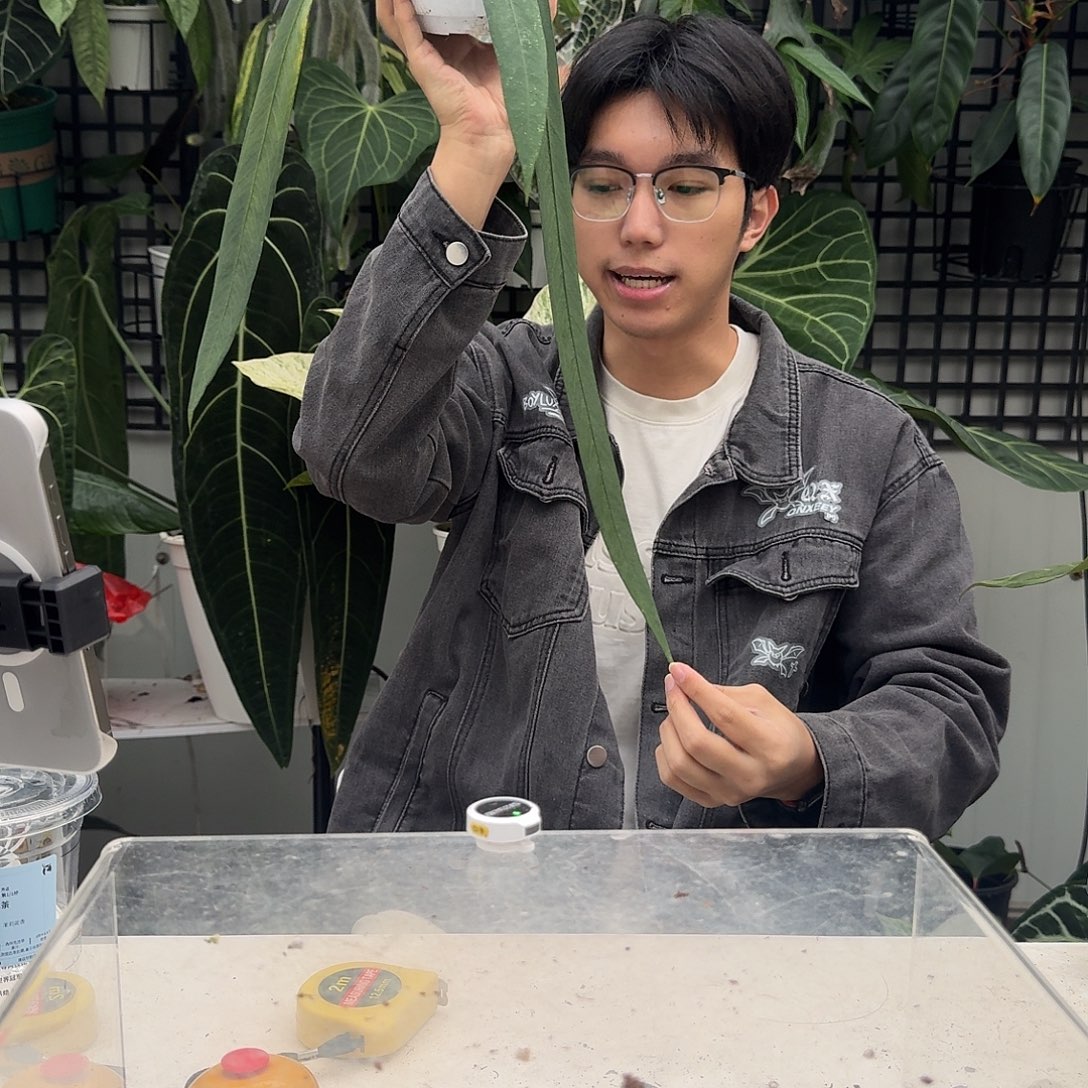 完全开放V25维塔领带
