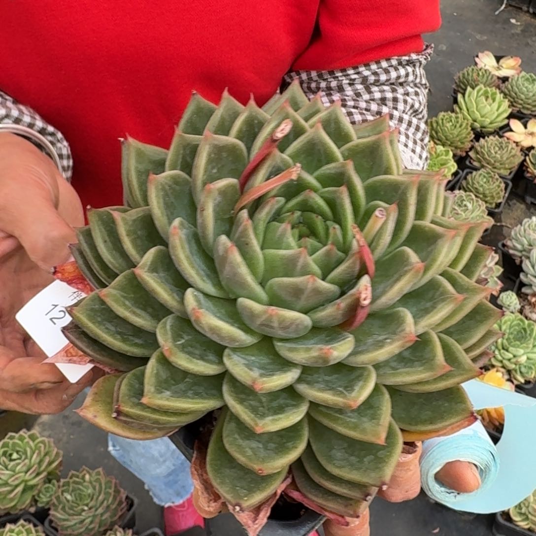 多肉杂交一物一拍12-84