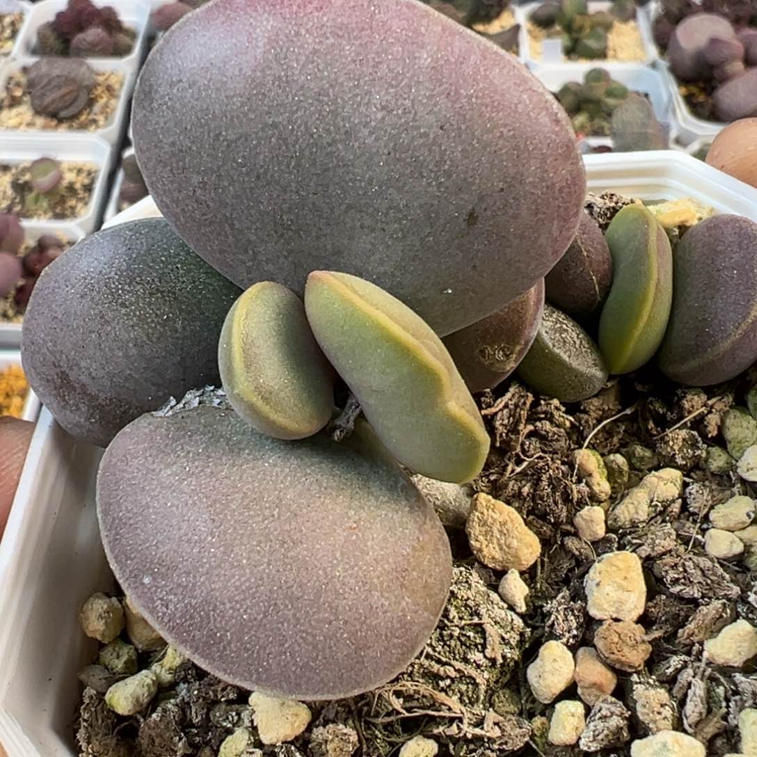 全紫花蛋多肉植物水泡老桩