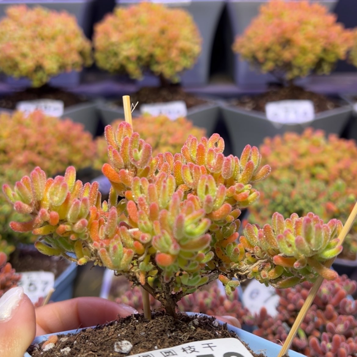 【闪购商品】e752精控冰川枝干番杏