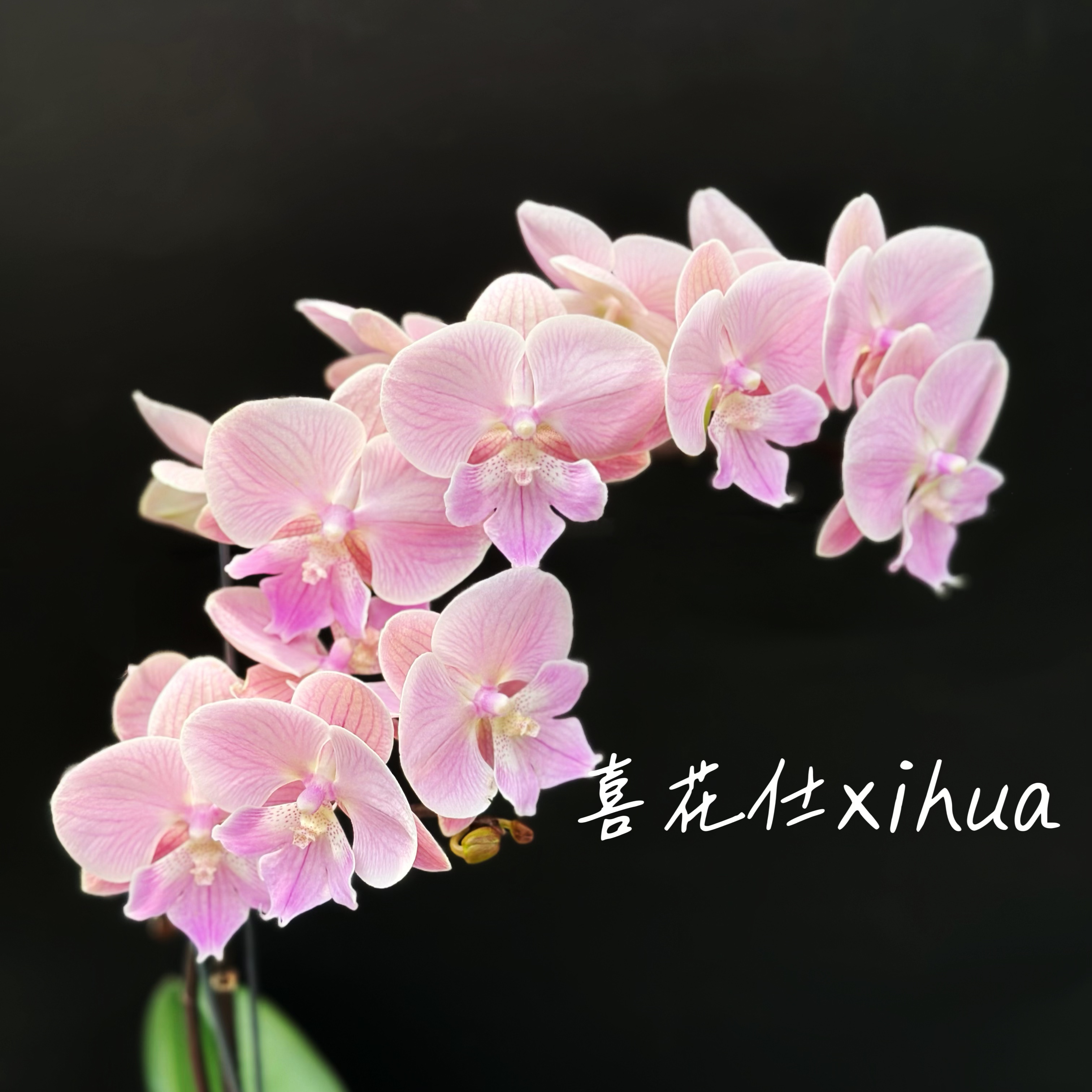 蝴蝶兰[唯美]大舌头花型肉粉色3.0寸加高出梗苗