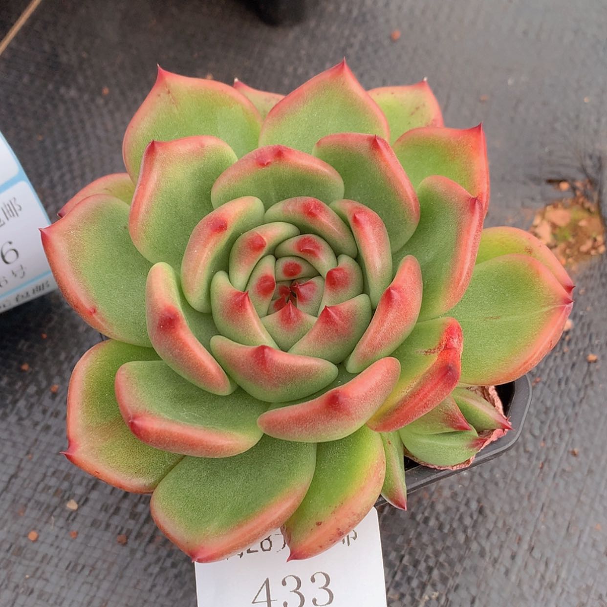 【闪购商品】云433号