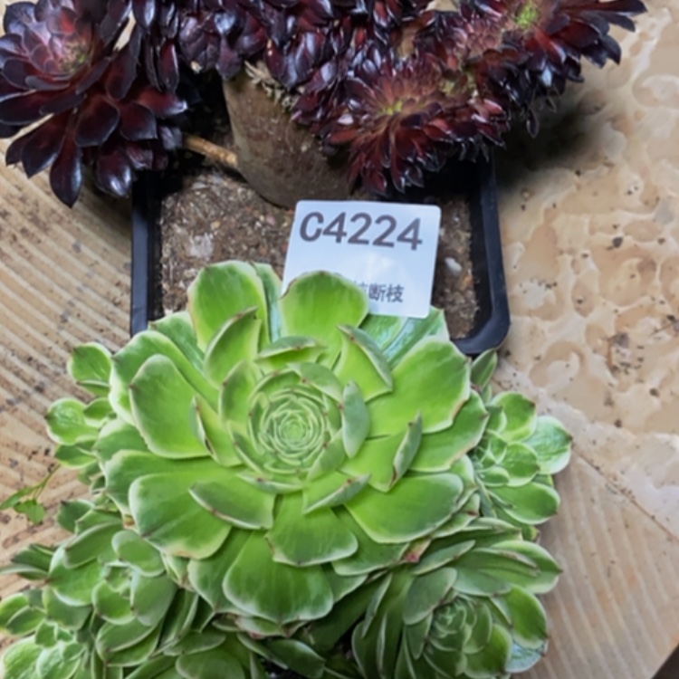 【闪购商品】4224两棵多肉