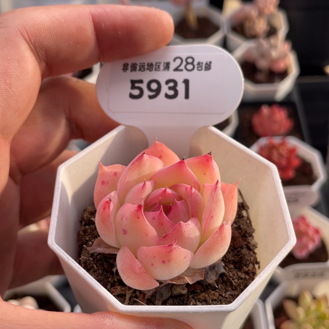 侧影5931-4.5厘米