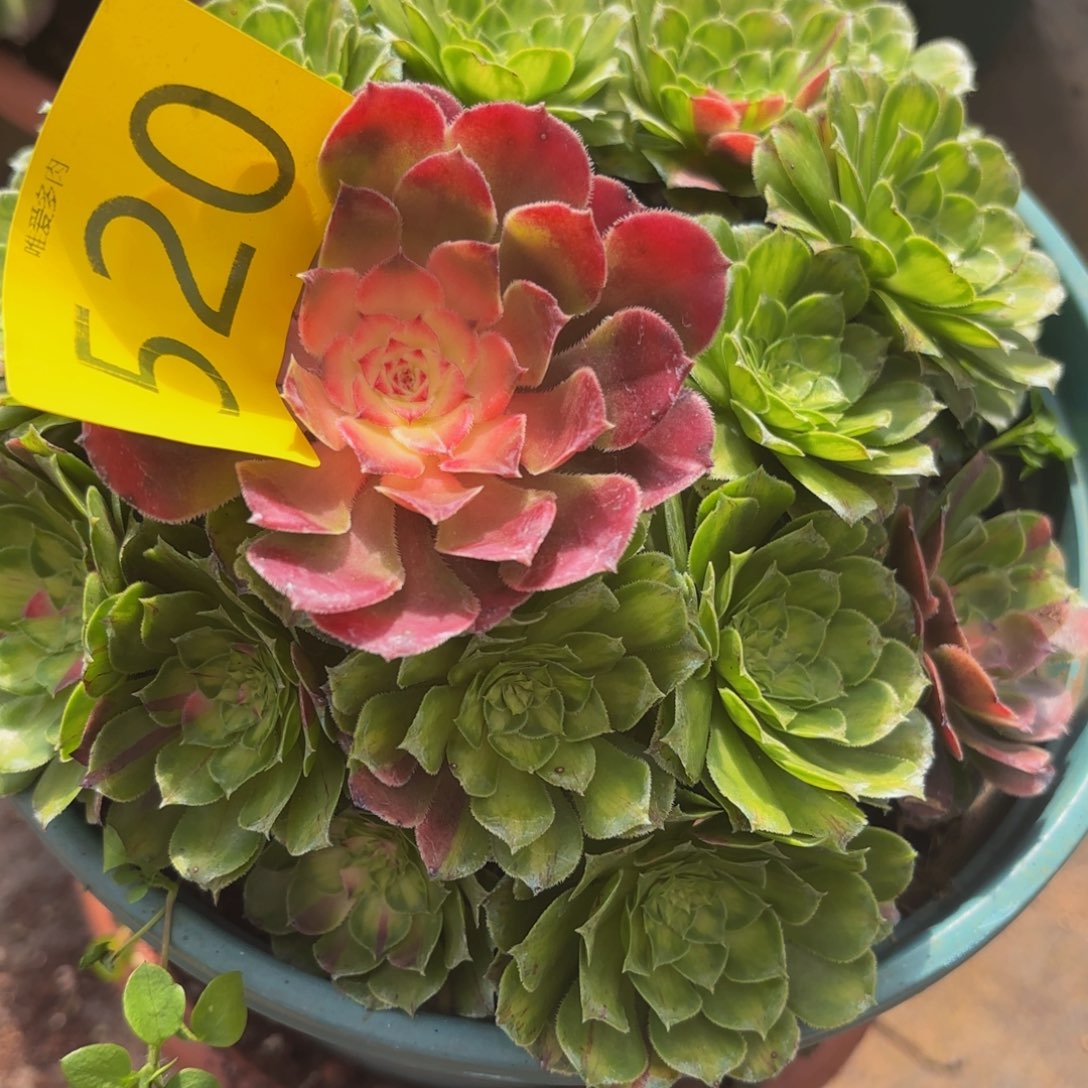 哈哈多肉葡萄福利520