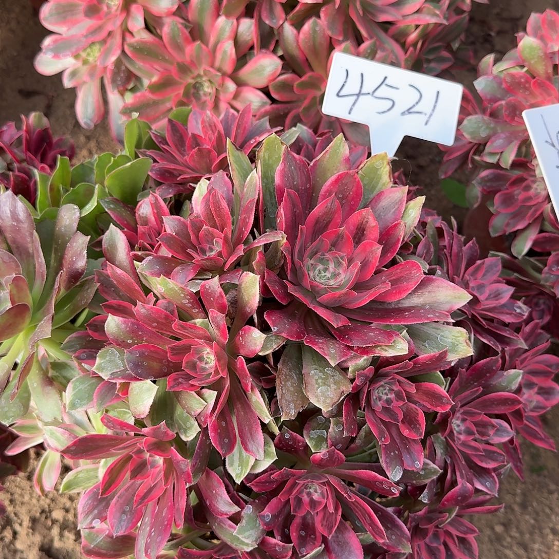 用***74521浣纱多肉法师多肉