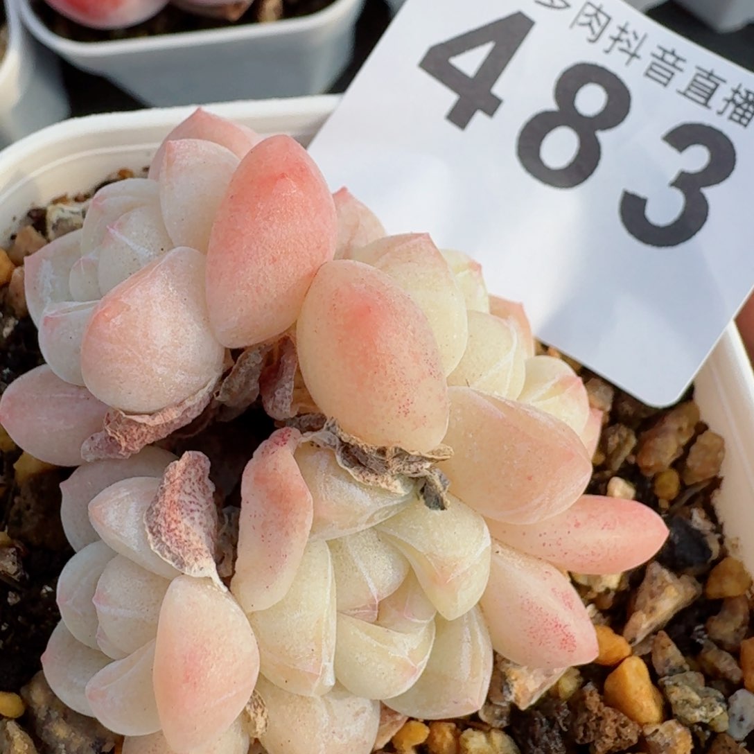 冰玉群生整装无砍