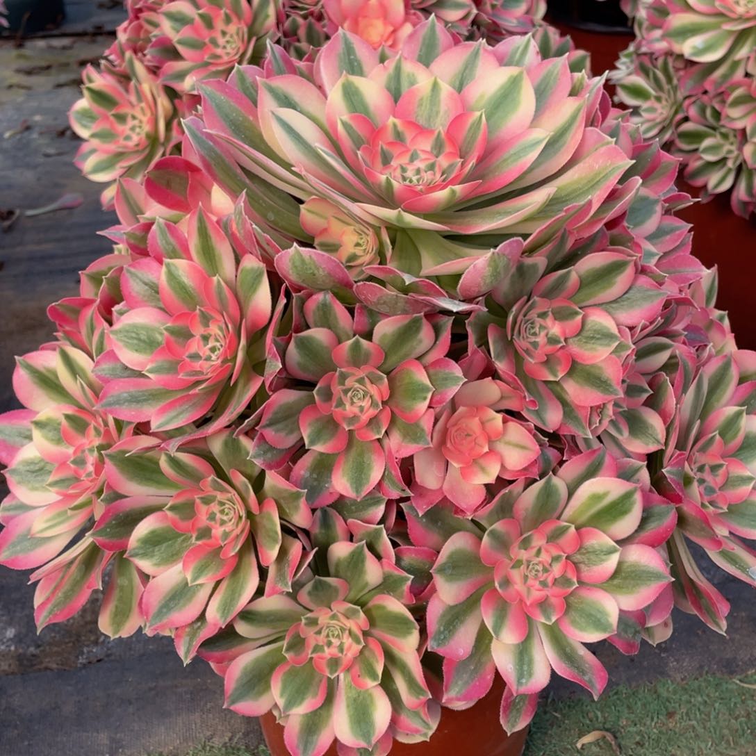 288粉女巫精品法师多肉