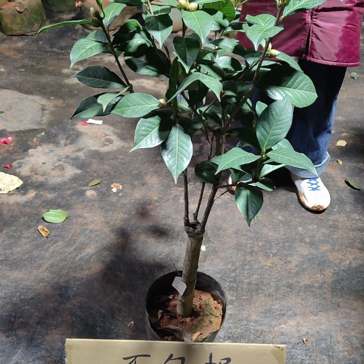 全部花苞楚雄茶花不包邮