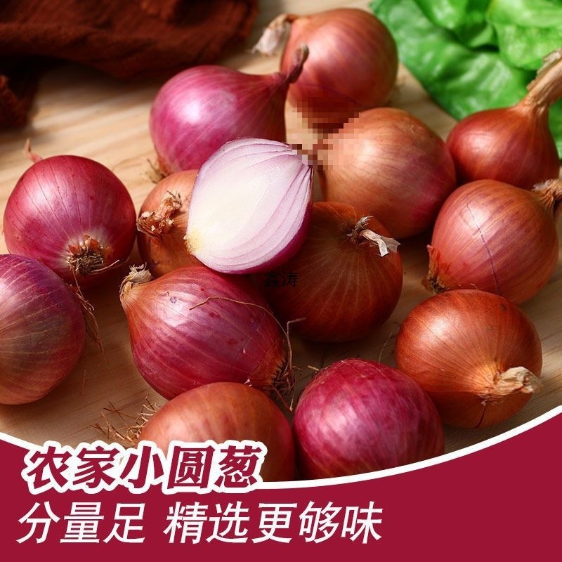 东北特产毛葱自种正宗笨毛葱小毛葱蘸酱毛葱大毛葱头新鲜珠葱包邮