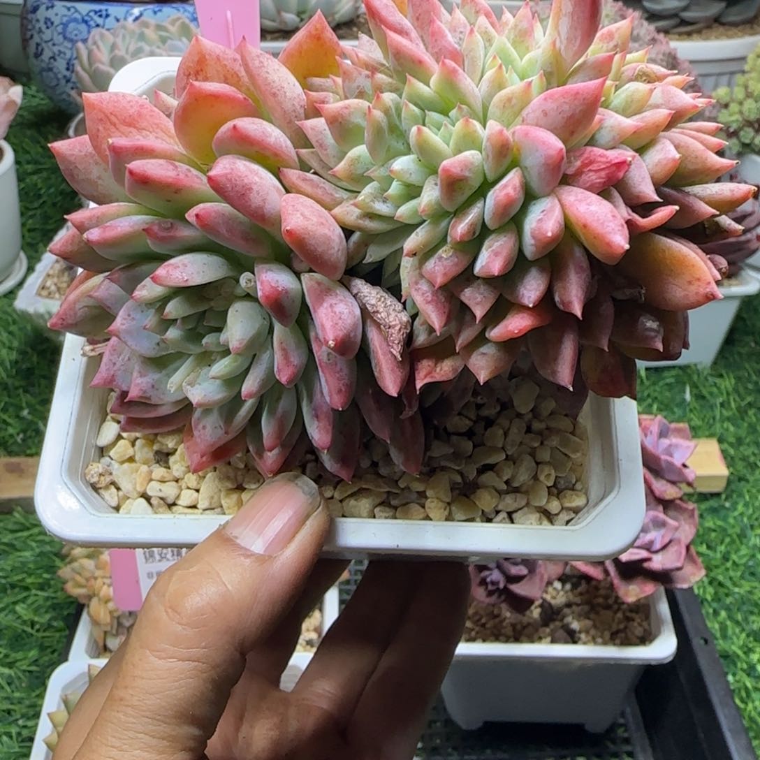 锦安精品多肉植物245