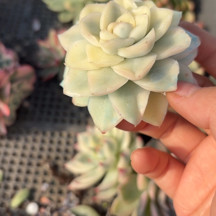 雪鸢锦多肉植物啊